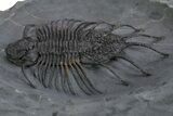 Rare Lichid (Acanthopyge) Trilobite - Issomour, Morocco #355817-1